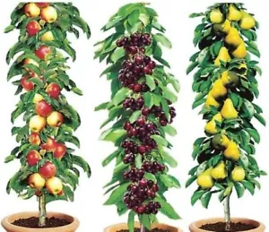 More details for easylife 3 pillar fruit trees (1x cherry tree, 1x apple tree, 1x pear tree)
