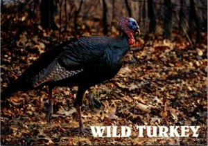Postcard Wild Turkey Gobbler Tom 6x4 - Picture 1 of 2