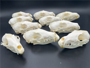 Taxidermy 10 pcs Real Fox Skull real bone skeleton Halloween decoration gifts