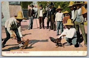 Postcard Mexico c1909 Cock Fight Scene Mexico Sales Co. Jaurez - Picture 1 of 2