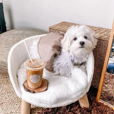 Sofá cama redondo mullido elevado perro gato sofá con patas de madera y cojín extraíble Foto 1 de 4