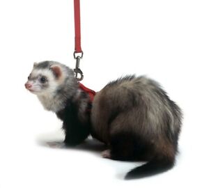 Marshall Pet Products Ferret Harness and Lead Set Red, 1ea