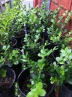Over 70 Japanese Box Plants for Sale! Great for hedging! $3.50 each!