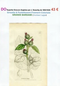 XIX ème - GRANDE BARDANE (Arctium Lappa) Superbe Gravure de 1803/1839 - Bild 1 von 2