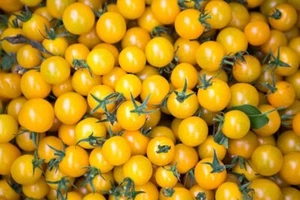 Tomato (Tomme Toe Yellow) 135+ Seeds :) Instructions Included Xx - Picture 1 of 7