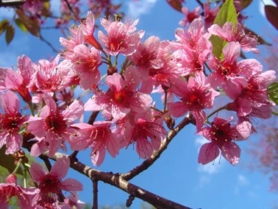 Prunus Cerasoides Puddum 20 Seeds, Wild Himalayan Cherry Fruit Tree, Bonsai - Image 1 of 4