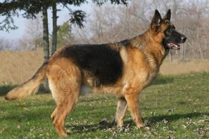 PÓSTER PERRO PASTOR ALEMÁN IMPRESIÓN FOTOGRÁFICA ALEMANIA TRABAJO POLICÍA ALASTIA 4704 - Imagen 1 de 1