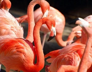 Impresión fotográfica FLAMENCOS ROSAS 8X10 - Imagen 1 de 1