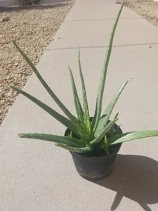 1 Aloe Vera Bare Rooted Live Plant Very Healthy Plant Ready To Plant - Picture 1 of 14