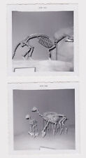 Lot of (2) bizarre odd creepy b/w snapshot photos animal skeletons bones weird