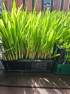 Lemongrass Ready to Plant, 15 stalks, Easy to Grow, Citronella, Cymbopogon - Picture 1 of 11