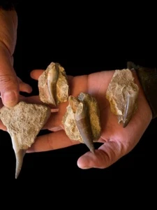 Stunning Plesiosaurus Zarafasaura Fossil: 4 Teeth from Jurassic Marine Reptile - Picture 1 of 6