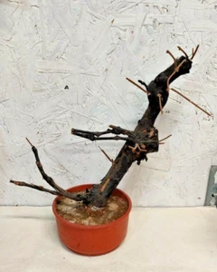 BONSAI artificiale - fusto di vite VERO - Foto 1 di 13