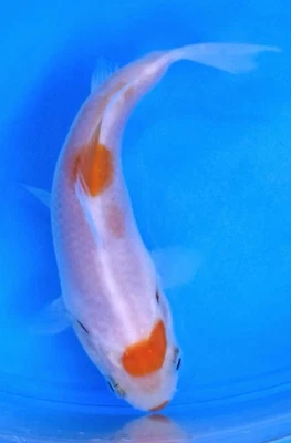 "Excelente pez koi vivo KOHAKU #224 4-5""" Foto 1 de 2