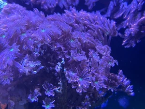 Papaya Clove Polyps Marine Aquarium Soft Coral Colony - Picture 1 of 1