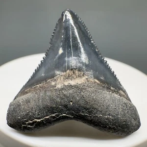 Very Colorful Nice Quality 1.33" Baby Fossil MEGALODON Tooth - Bone Valley, FL - Picture 1 of 6