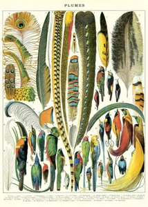 Póster de plumas Cavallini & Co., papel de archivo, mate - Imagen 1 de 5