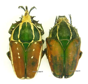 Unmounted beetle/Cetoniidae - Mecynorrhina torquata ugandensis, PAIR 3 - Imagen 1 de 1