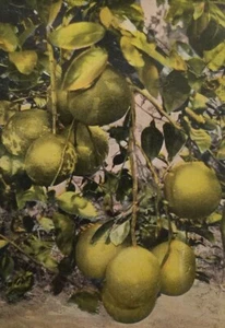 Florida Ein Zweig Grapefruit um 1910 Postkarte Rechteck PR - Bild 1 von 3