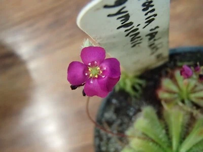 Drosera spatulata var. gympiensis, semillas de plantas carnívoras, rocío tropical raro Foto 1 de 2