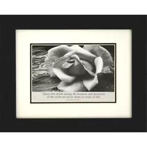 Foto en blanco y negro enmarcada profesionalmente rosa blanca de Ansel Adams 8x10 - Imagen 1 de 3