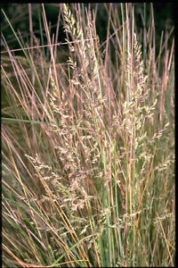 POA labillardieri Common Tussock Grass Native 100 Seed Pack