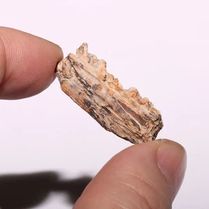 Mammal Jaw with Teeth - Dinosaur Aged Specimen - Hell Creek Formation Cretaceous - Picture 1 of 9