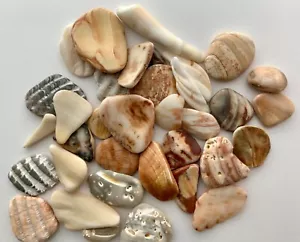 36 Natürliche Muschel Muschel glatt Muschel Fragmente Strand Schmuck Taxis Kiesel Kunst Handwerk - Bild 1 von 16