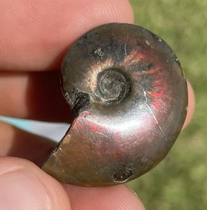 Ammonite Fossil Rainbow Irodiscent Madagascar Cretaceous - Picture 1 of 2