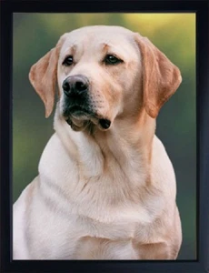 Golden Labrador 3D Kühlschrankmagnet toller Weihnachtsstrumpffüller - Bild 1 von 3