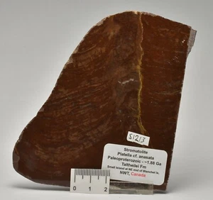 STROMATOLITE Platella cf. anasata, Paleoproterozoic, CANADA, S1213 - Imagen 1 de 2