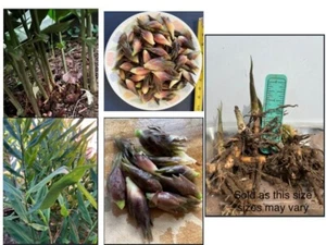 2 Live Myoga Ginger Plants (阳荷) For Planting –Edible & Ornamental – Easy to Grow - Picture 1 of 5