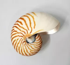 Sculpture Bellybutton Nautilus Pompilius Shell - Picture 1 of 9