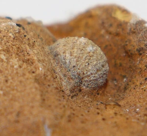 Riccio di mare, Arbacina pusilla, Sternberger, Terziario, Oligocene, Sternberg, BRD-k520 - Foto 1 di 7
