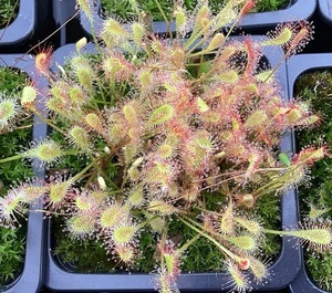 Drosera nidiformis - Sundew - Carnivorous Plant - 100 x fresh seeds - Picture 1 of 1