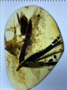 Prefect Leaves (Podocarpus), Botanic Leaf Fossil in Genuine Burmite Amber, 98myo - Picture 1 of 9