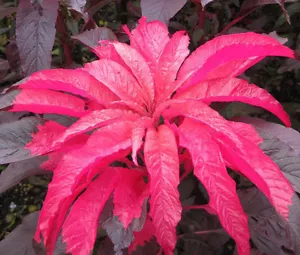 AMARANTHUS EARLY SPLENDOR Amaranthus Tricolor - 1,000 Bulk Seeds - Picture 1 of 1