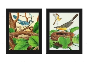 Blue Jay Yellow-breasted Chat Bird Nest Egg Wall Art Prints Set of 2 Unframed - Picture 1 of 6
