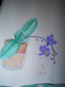 BUNTSTIFT Zeichnung Original Blumen Orchidee - Bild 1 von 2