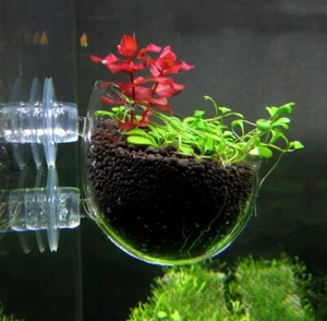 Glass cup for aquarium plant. Aquascape decoration. Free Shipping !!!!!!! - Picture 1 of 6