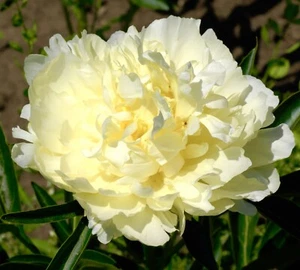 2500x Yellow Peony Papaver Paeoniflorum Poppy Seeds - Giant Flowering - Annual - Picture 1 of 1