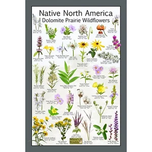 Póster de identificación de flores silvestres de flores silvestres de pradera dolomita nativa de América del Norte - Imagen 1 de 4