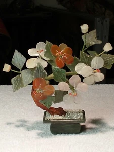 Curved Chinese Jade Tree - Picture 1 of 6