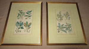 ANTIQUE HAND COLORED STEEL ENGRAVINGS 2 BOTANICALS BY J. BISHOP, 1855 EDINBURGH - Picture 1 of 9