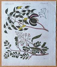 Mahogany - Bertuch Original Colored Print -  1790