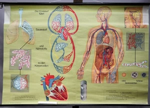 Mapa Pull Down De Colección Circulación Sangre Humana Cuerpo Humano - Imagen 1 de 1