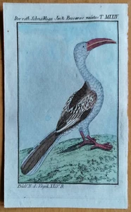 Buffon Original Kupferstich Koloriert Vögel Hornvogel Buceros nasatus - 1797 - Bild 1 von 1