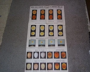 US Standards For Quality Of Shell Eggs Poster  ILLUS 1957  Chicken Poultry - Picture 1 of 4