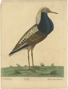 Hand Colored Bird Print of the Male Ruff Wading Bird, a Sandpiper - Picture 1 of 1