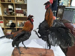 Taxidermy Vintage 2 Rustic Taxidermy Fighting Cock Rooster Taxidermy Display -AF - Picture 1 of 12